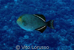 Fish by Vito Lorusso 